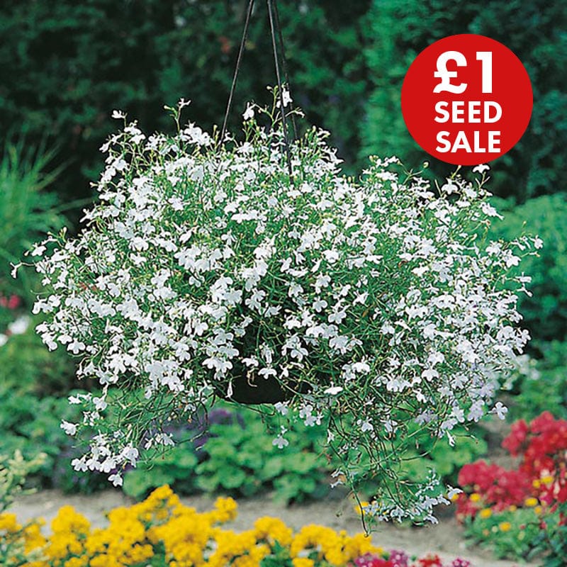 Lobelia White Fountain Seeds