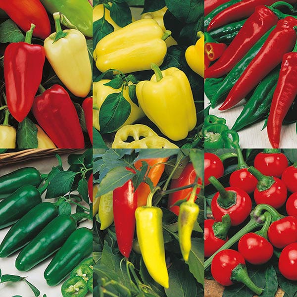 Pepper Collection