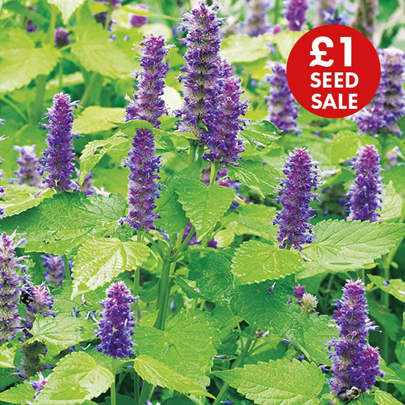 Agastache Golden Jubilee Seeds