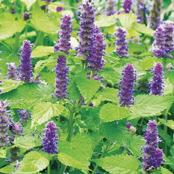 Agastache Golden Jubilee Seeds