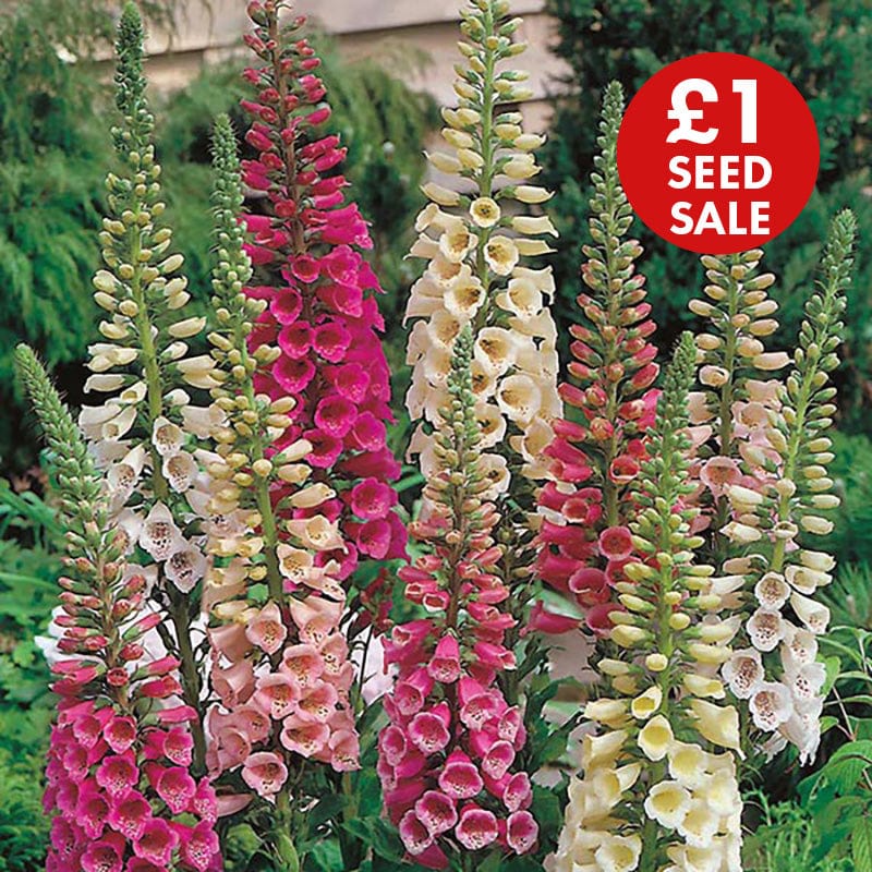 Foxglove Foxy Mixed Seeds