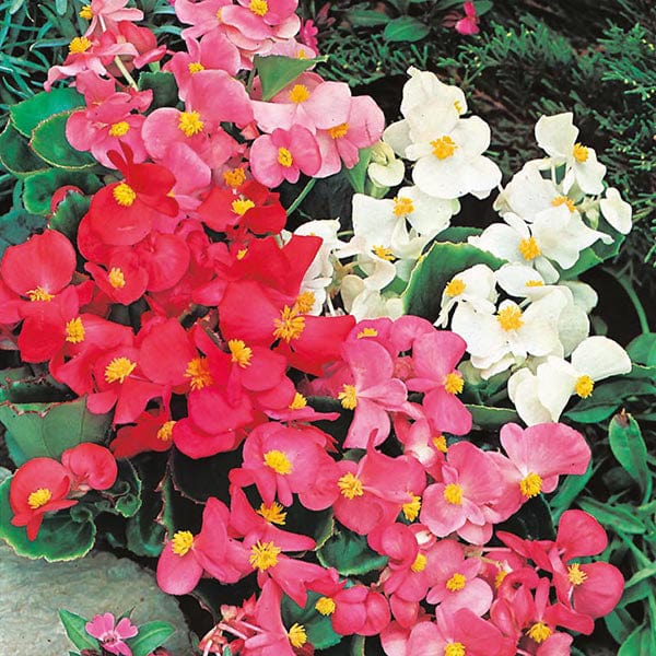 Begonia Summer Rainbow F2 Seeds