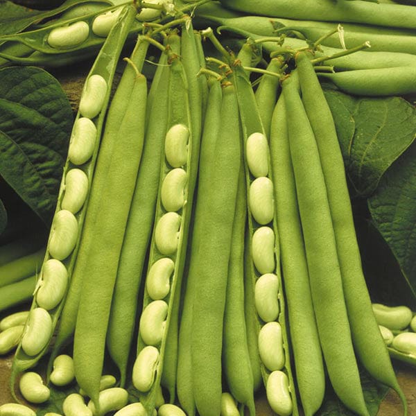 Dwarf Bean Flagrano (Flageolet) Seeds