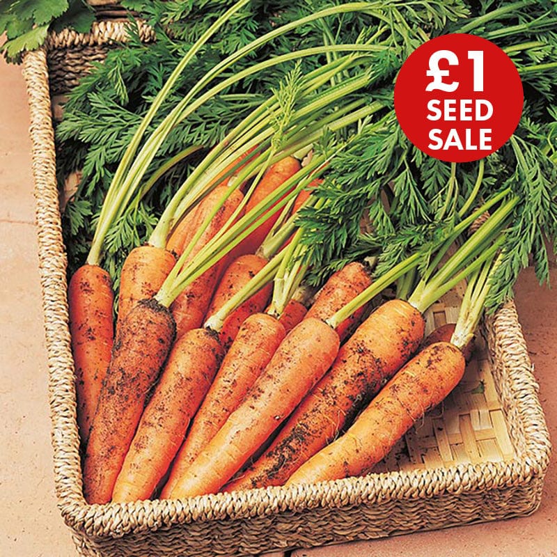 Carrot Resistafly F1 Seeds