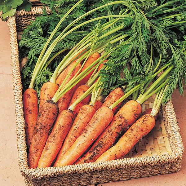 Carrot Resistafly F1 Seeds