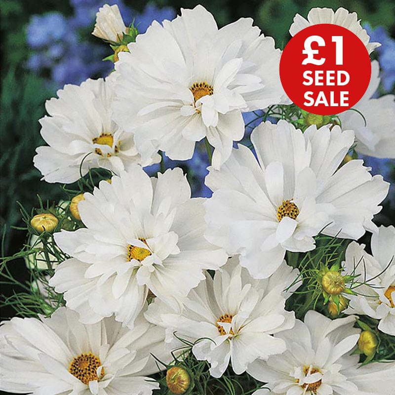 Cosmos Psyche White Seeds