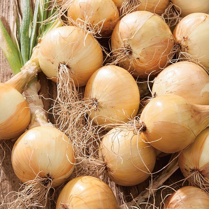 Onion Ailsa Craig (Prizewinner) Seeds