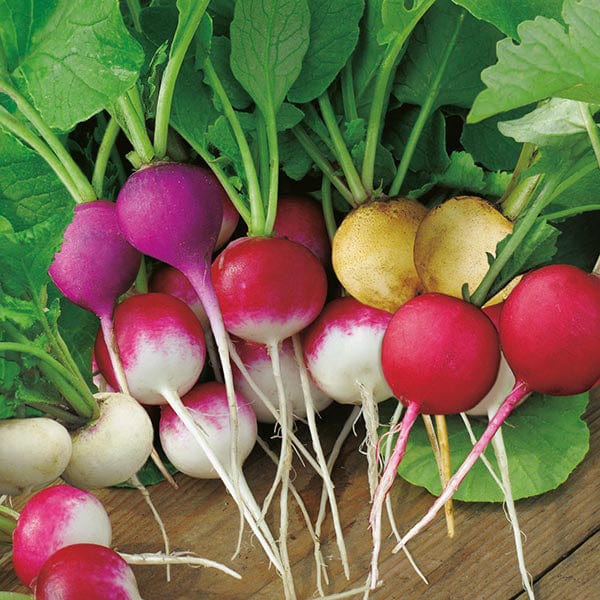 Radish Bright Lights Seeds