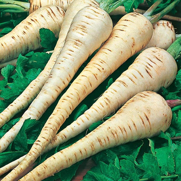 Parsnip Tender & True Seeds