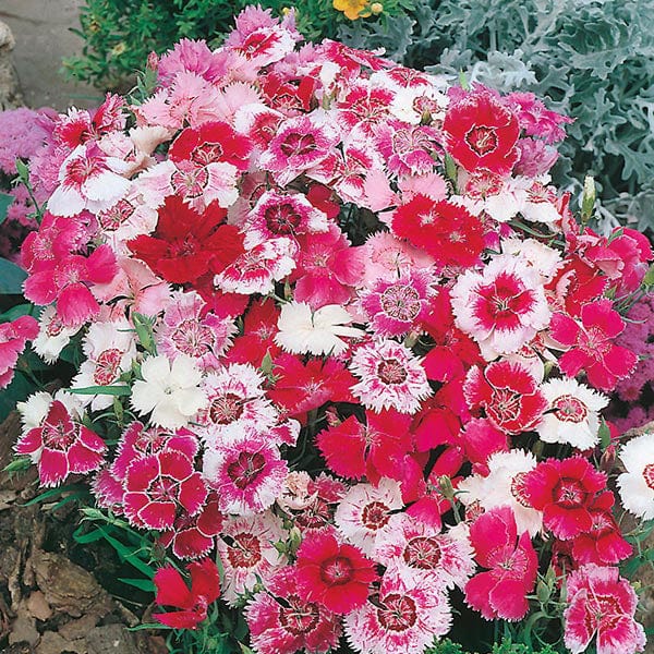 Dianthus Baby Doll Mixed Seeds