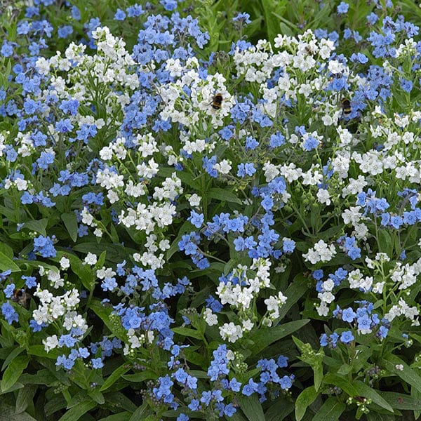 Chinese Forget-Me-Not Chill Out Seeds