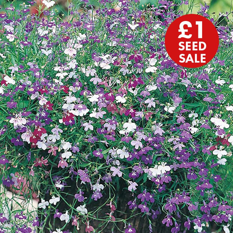 Lobelia Cascade Mixed Seeds