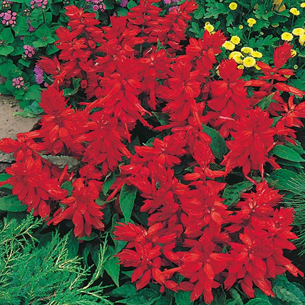 Salvia Blaze of Fire