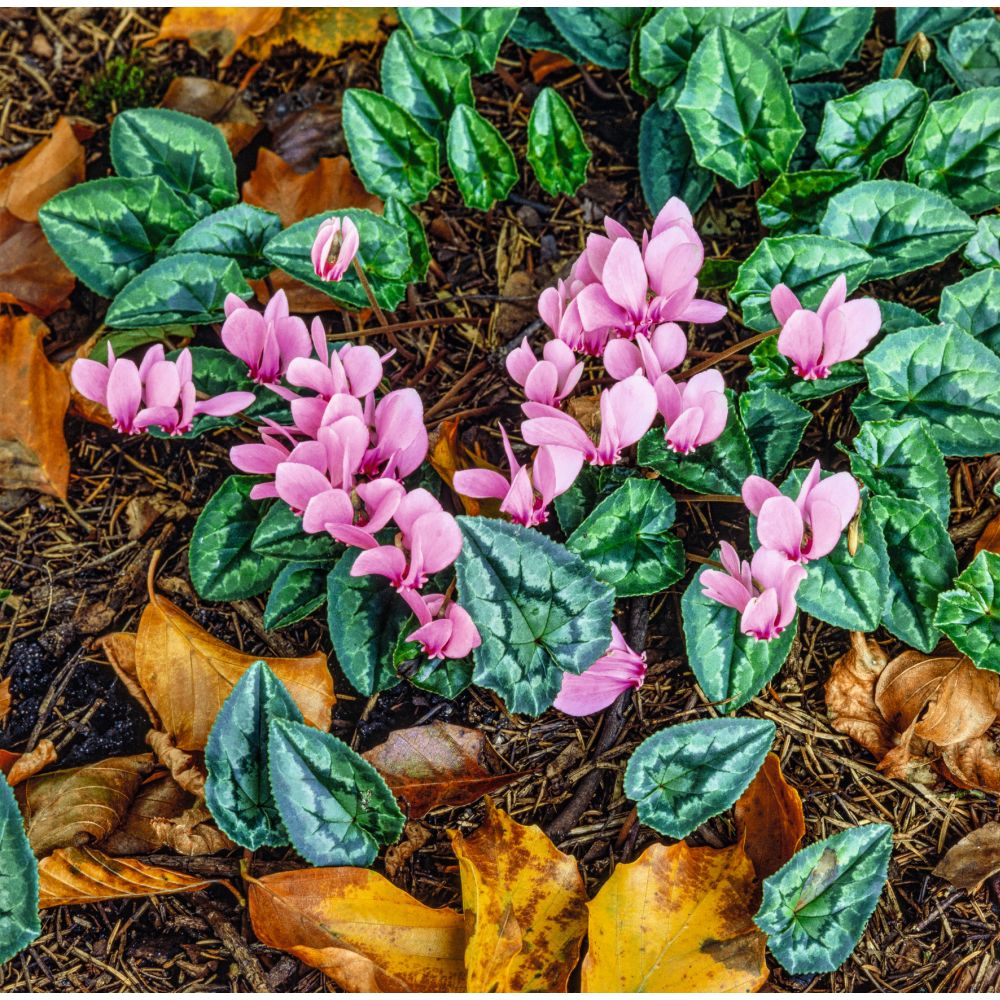 Cyclamen hederifolium Potted Plant