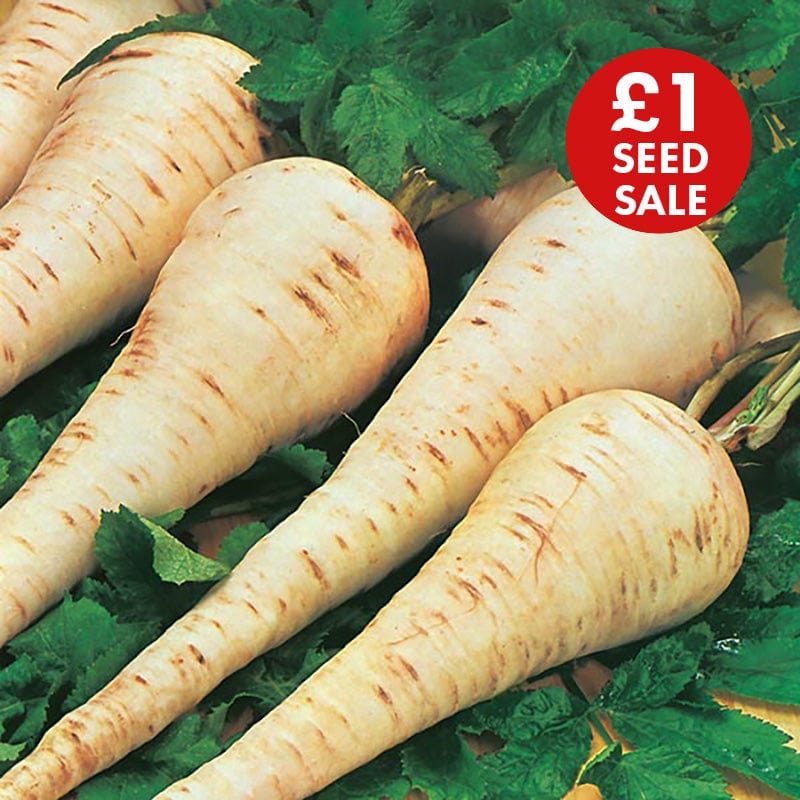 Parsnip Gladiator F1 Seeds