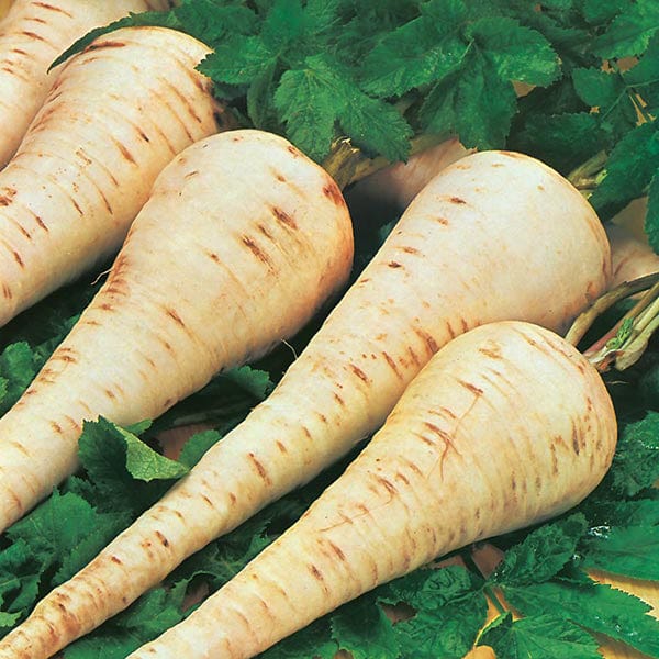 Parsnip Gladiator F1 Seeds