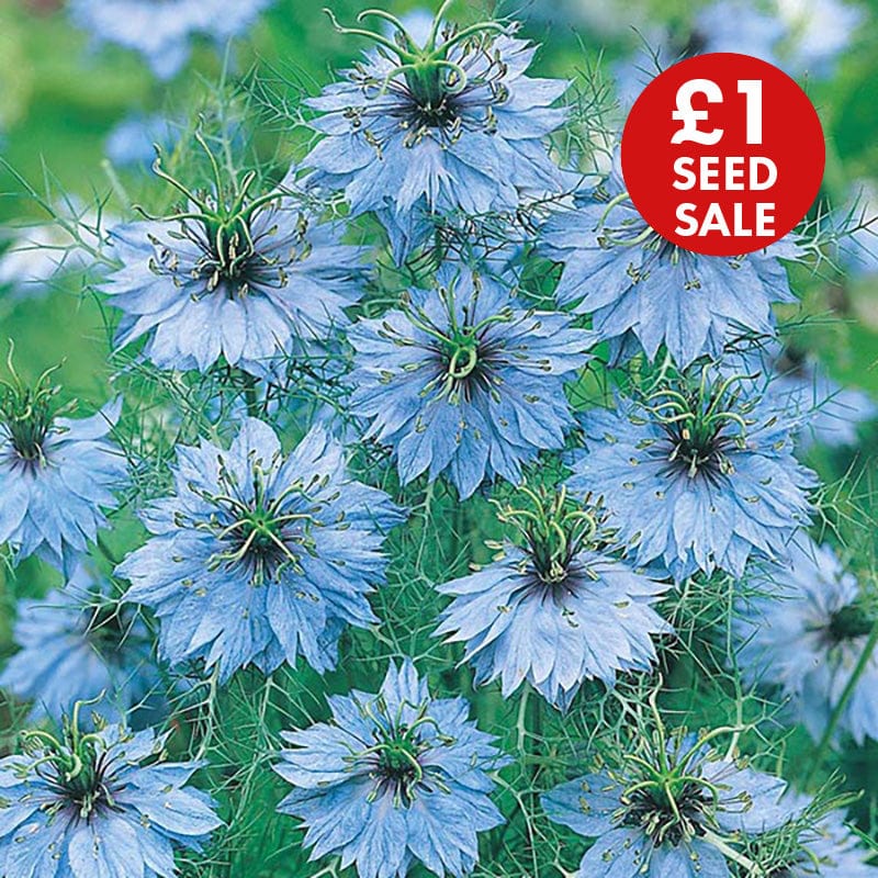 Nigella Miss Jekyll Seeds