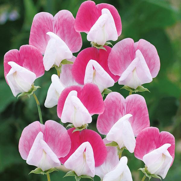 Sweet Pea Painted Lady Seeds