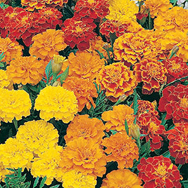Colorful marigold flowers in red, yellow, and orange on a green background