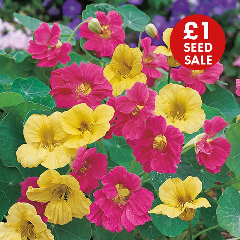 Nasturtium Summer Carousel Seeds