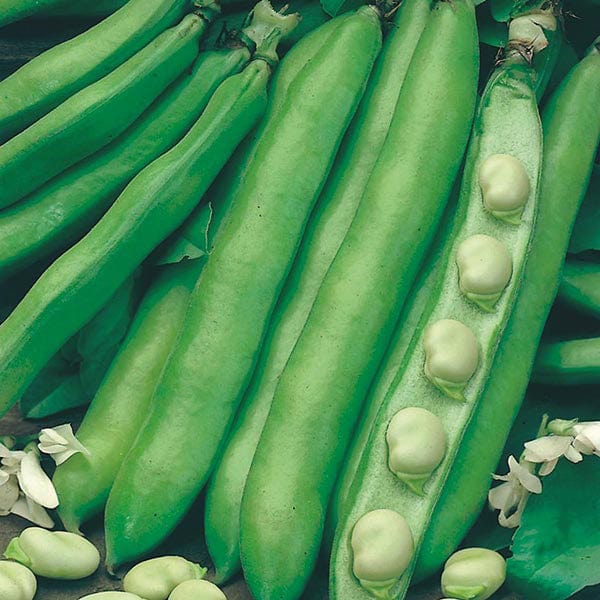 Broad Bean Witkiem Vroma Seeds