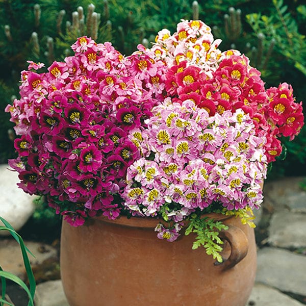 Schizanthus Seeds - Angel Wings Mix