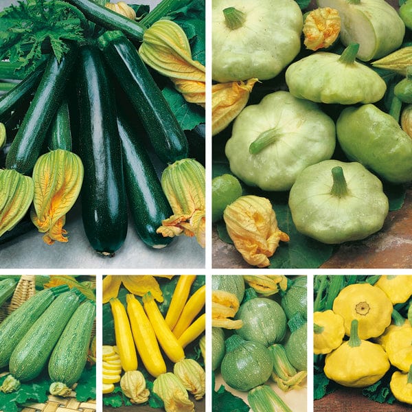 Courgettes & Summer Squashes Seed Collection
