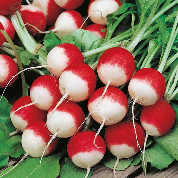 Radish Poloneza Seeds