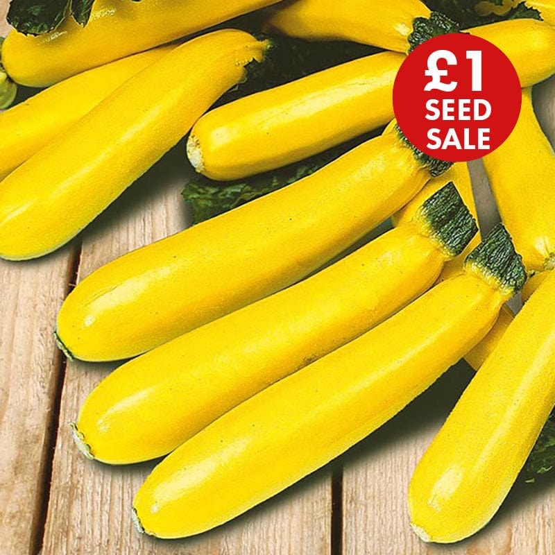 Courgette Soleil F1 Seeds