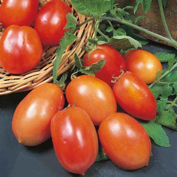 Tomato (Plum) San Marzano 2 (Organic) Seeds