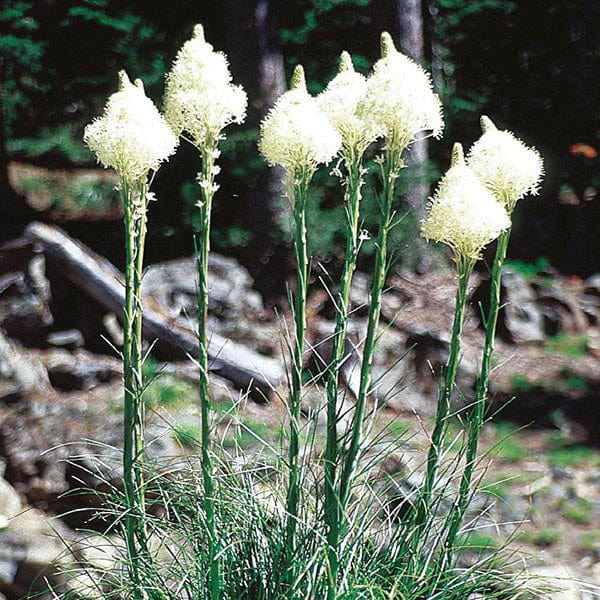 Xerophyllum Bear Grass Seeds