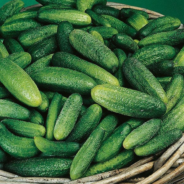 Cucumber (Gherkin) Cornichon de Paris Seeds