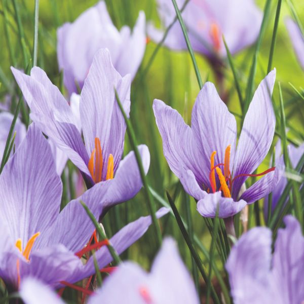 Crocus Sativus Saffron Spice Flower Bulbs