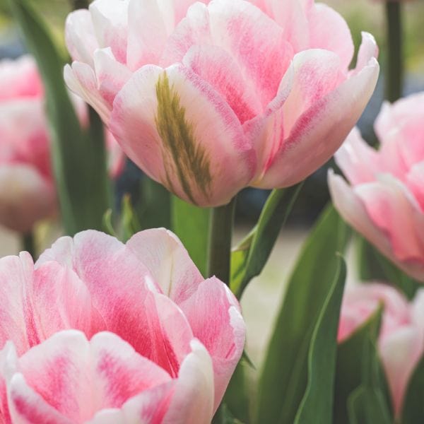 Tulip Foxtrot Flower Bulbs