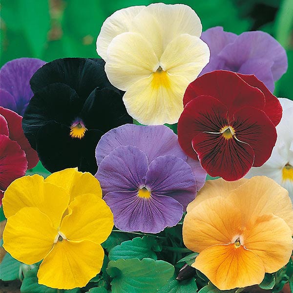 Pansy Clear Crystals Mixed Seeds