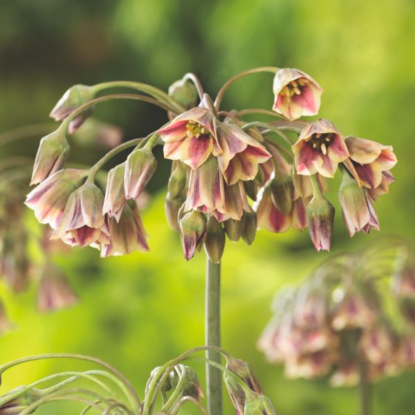 Pollinator Friendly Bulb Collection