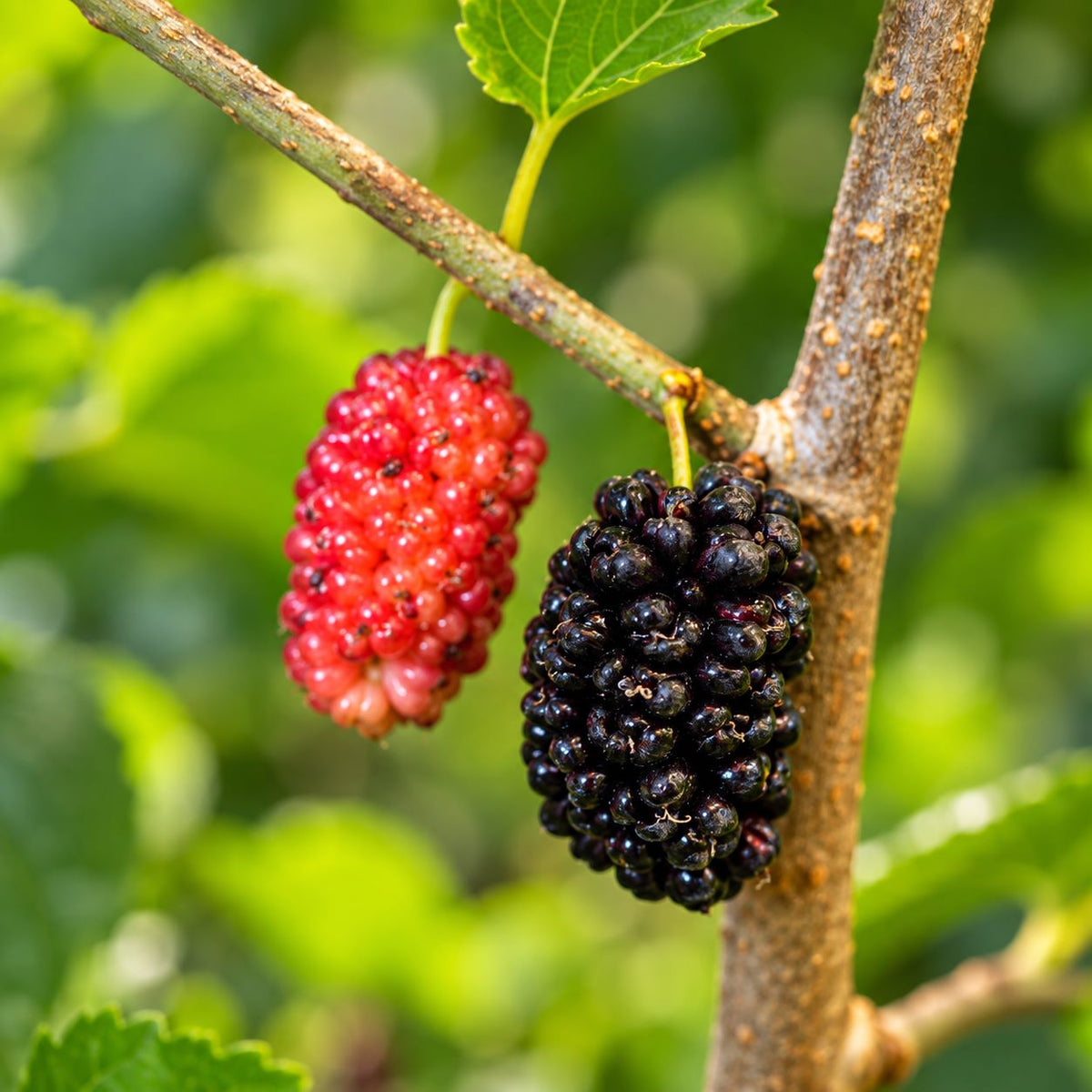 Mulberry Mojo Berry Fruit Plant