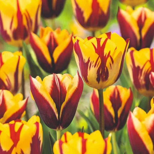 Tulip Gavota Flower Bulbs