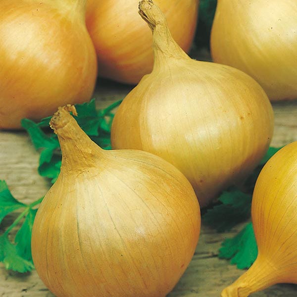 Onion Bedfordshire Champion Seeds