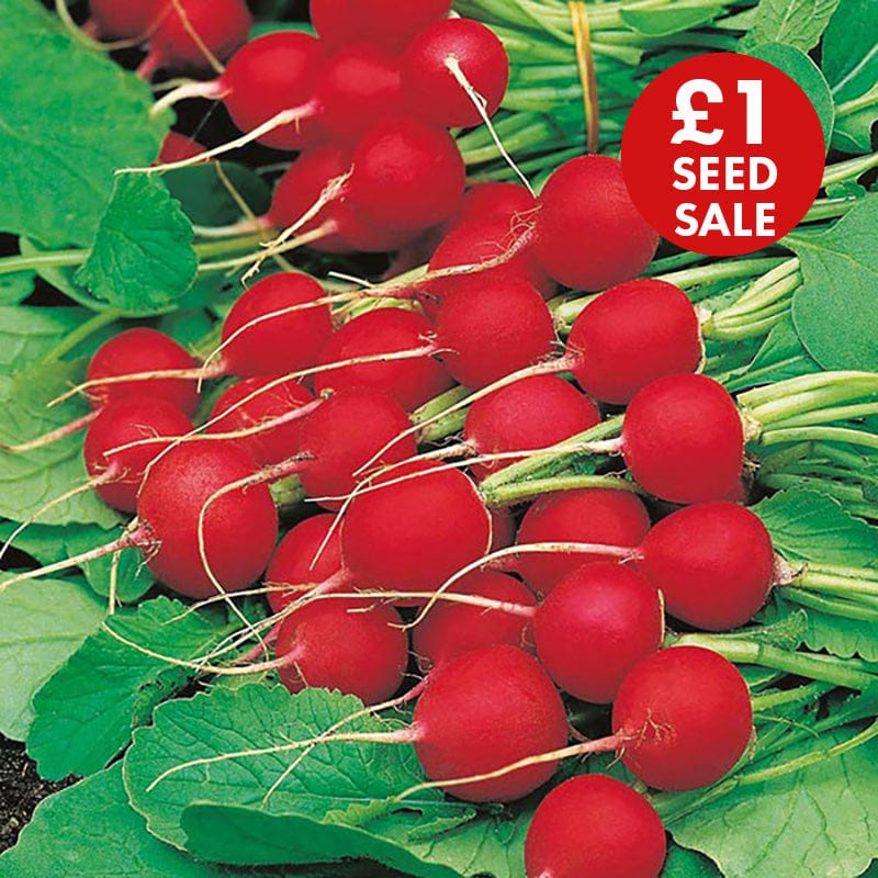 Radish Celesta F1 Seeds