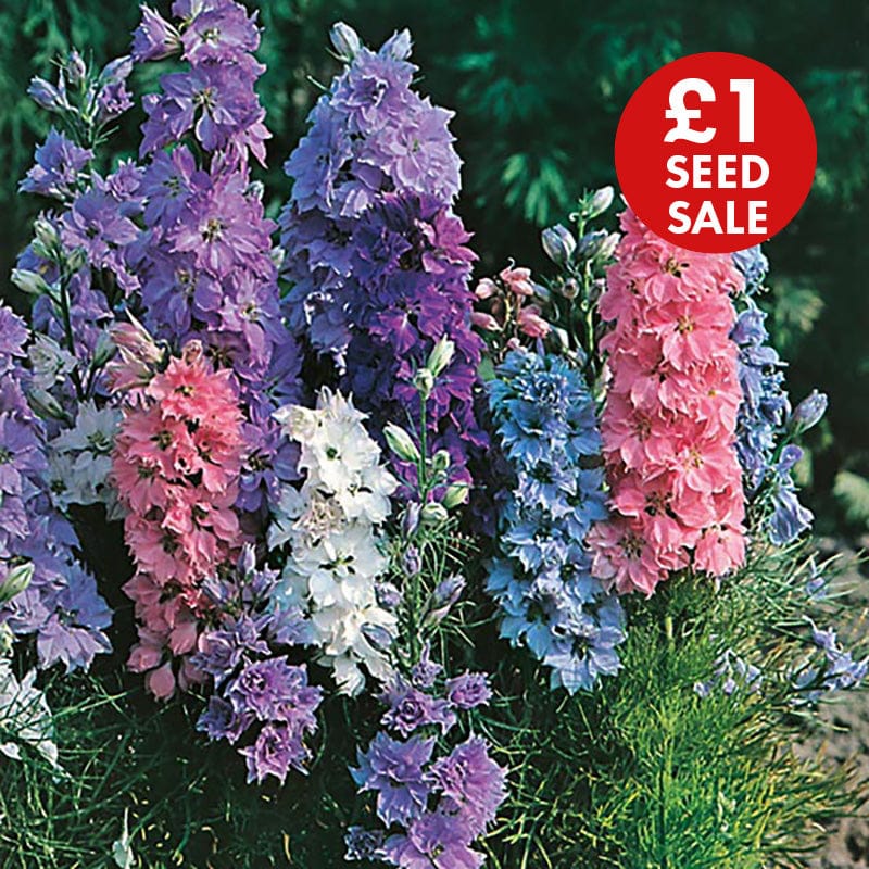 Larkspur Hyacinth Dwarf Mixed Seeds