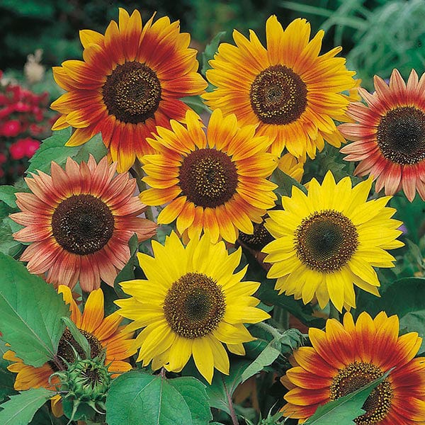 Sunflower Sunburst Seeds