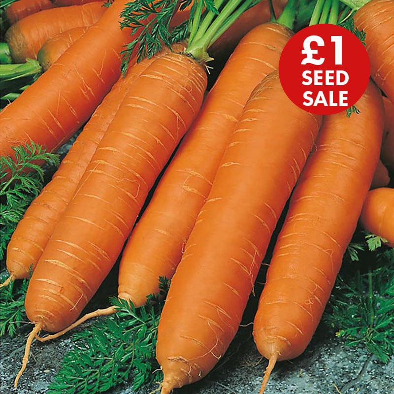 Carrot Flyaway F1 Seeds