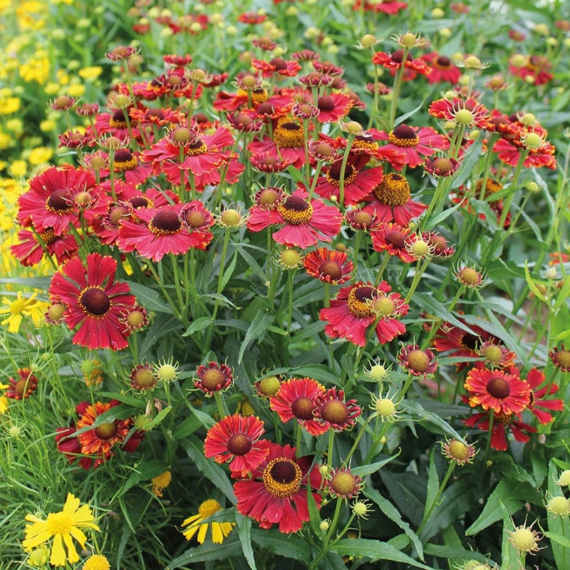 Helenium Helena Red Shades Seeds