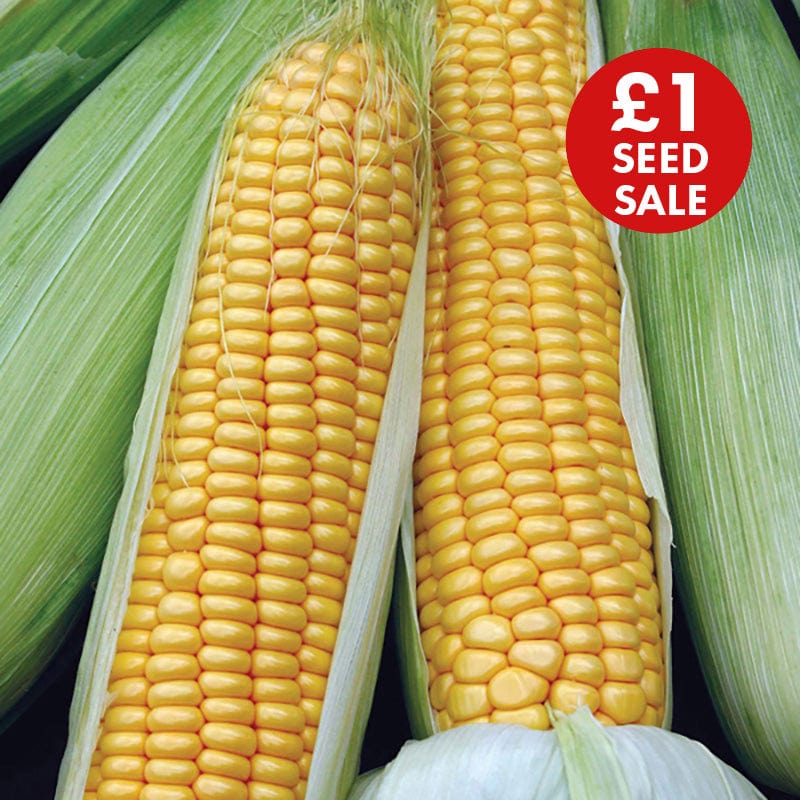 Sweet Corn Swift F1 Seeds