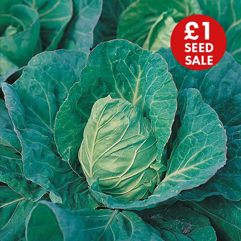 Cabbage Greyhound Seeds