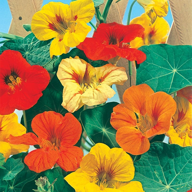 Nasturtium Tall Single Mixed