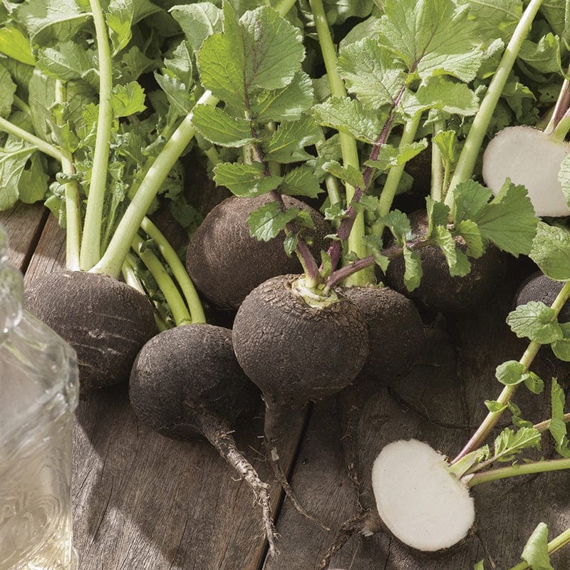 Radish Kulata Cerna Seeds