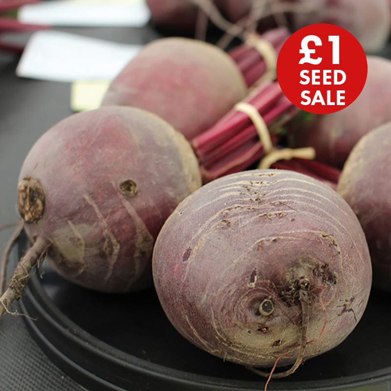 Beetroot Pablo F1 Seeds