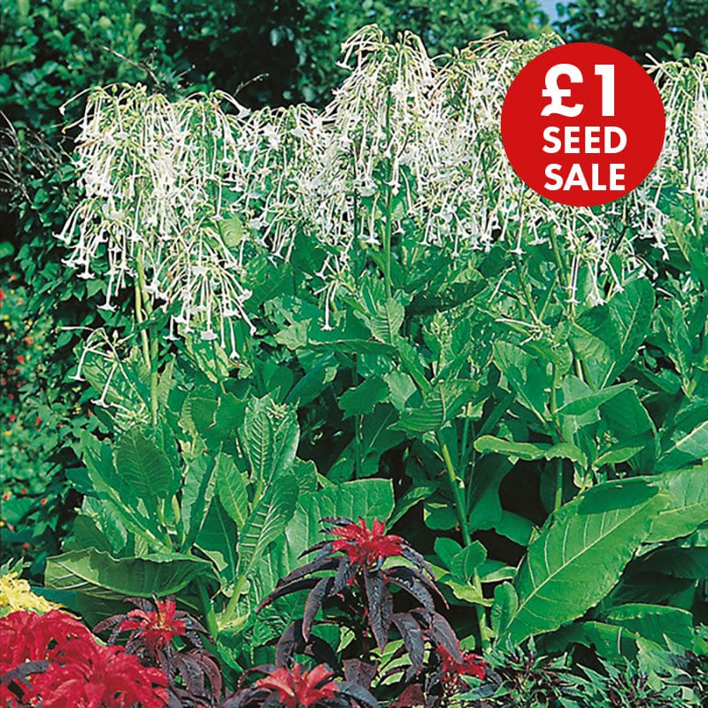 Nicotiana sylvestris Seeds